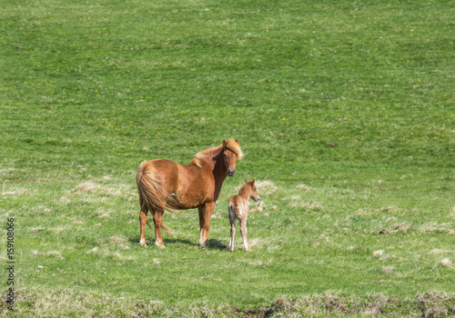 Icelandic horses
