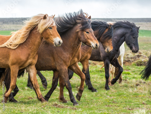 Icelandic horses