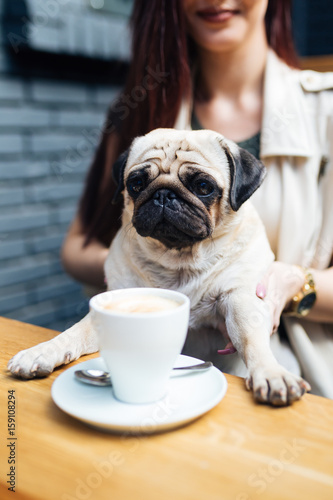 Adorable pug dog sitting in his owner's lap in cafe bar and sleeping. Selective focus on dog.  © hedgehog94