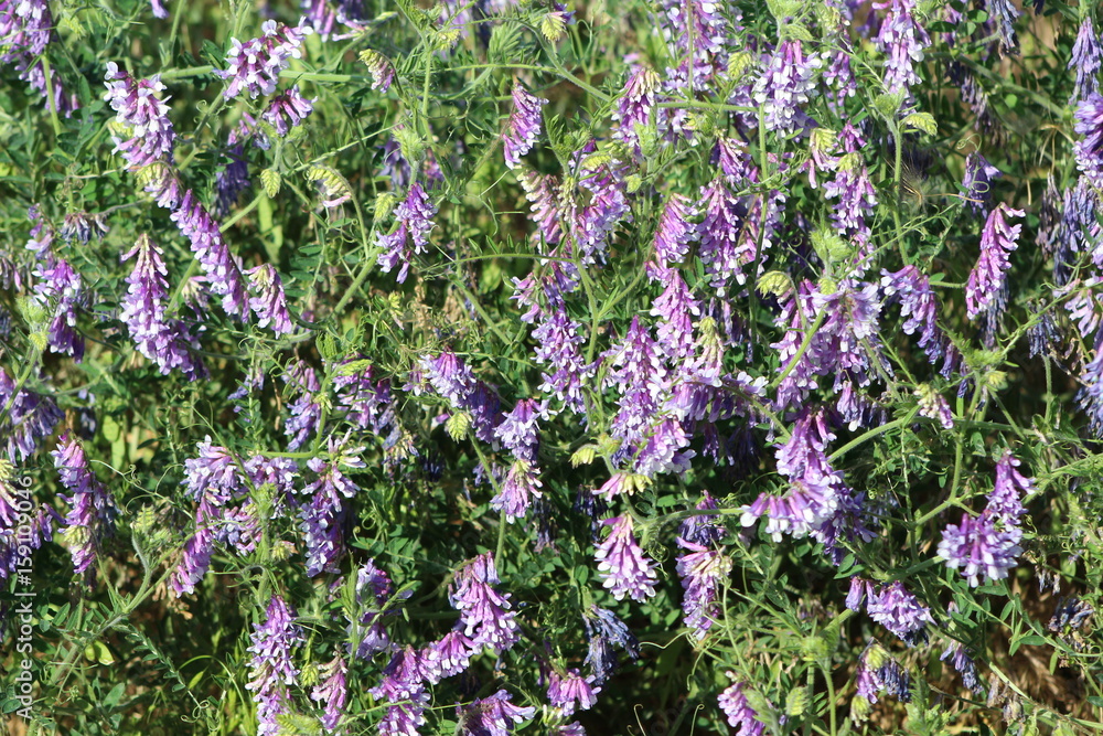 Obraz premium Wild Flower