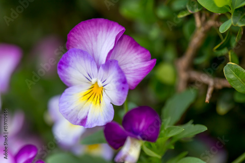 Violet Colored Pansy Flower - purple, white and yellow in close up macro image with blurry background