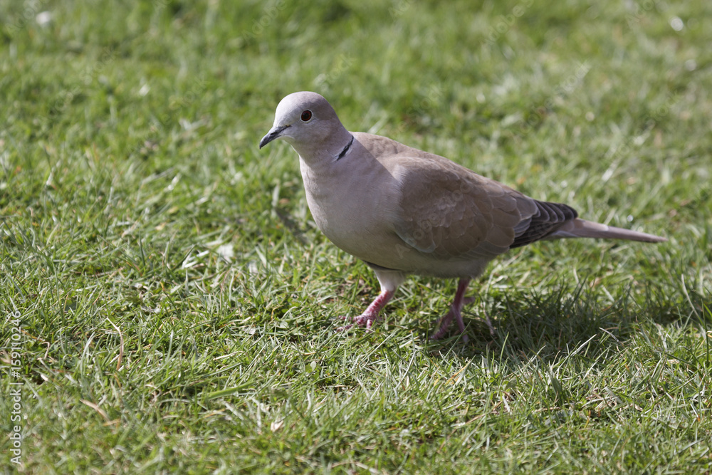 Collared dove