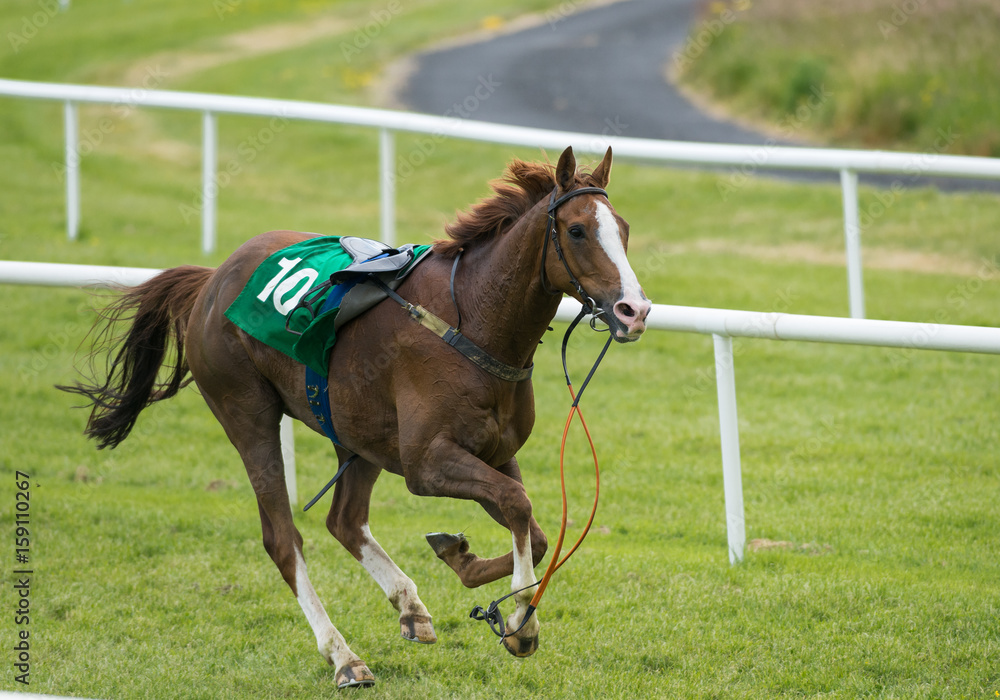 loose runaway horse without a jockey running on the race track loose runaway horse without a jockey running on the race track