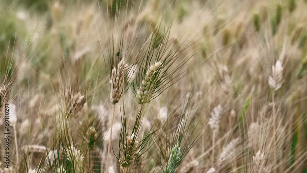 Close up of golden wheat crop blowing in the wind Close up of golden wheat crop blowing in the wind
