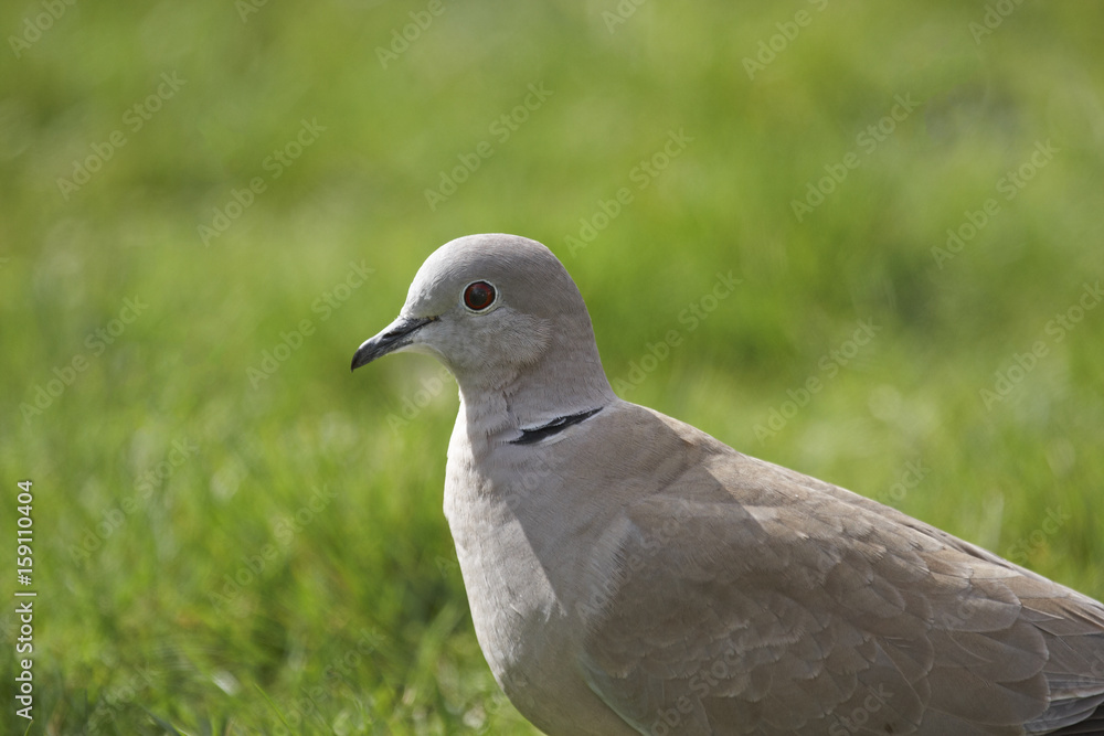 Obraz premium Collared dove