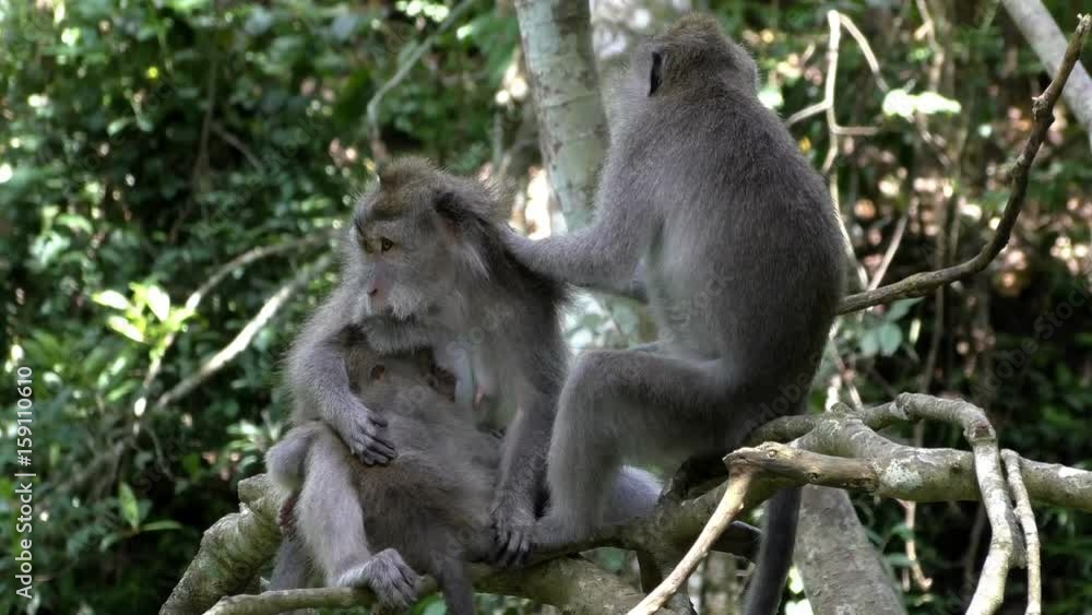 Monkey family comb fleas in the rainforest Monkey family comb fleas in the rainforest