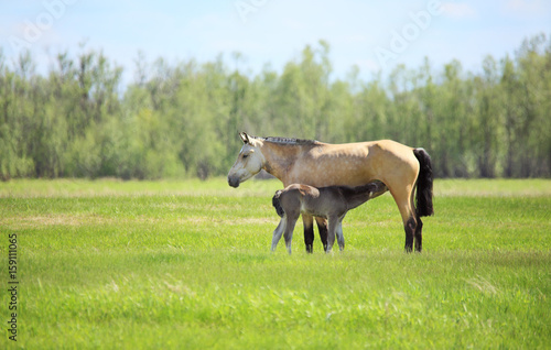 A foal sucks milk from a mare.