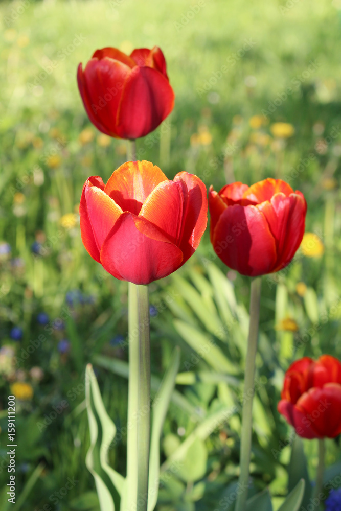 Multicolored tulips against the background of grass in the park Multicolored tulips against the background of grass in the park
