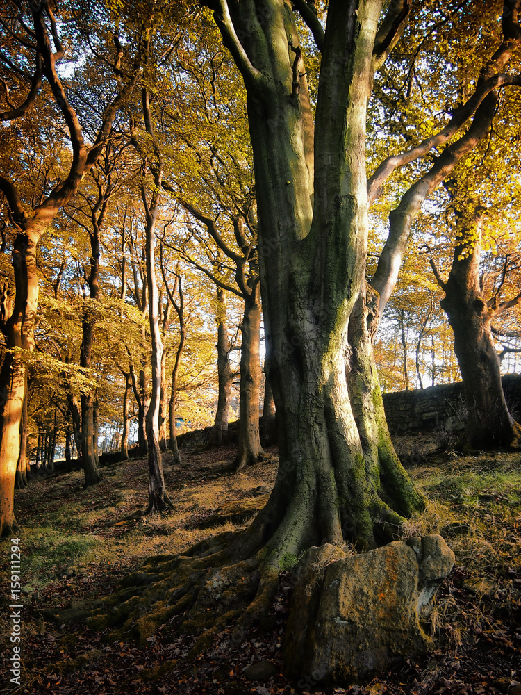 autumn beech trees in woodland with yellow and orange leaves