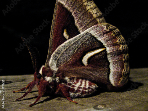 Moth Portrait