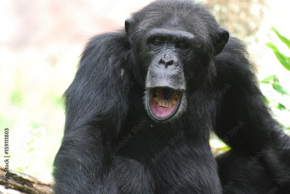 Fototapeta premium Chimp with his Mouth Open Making Noises