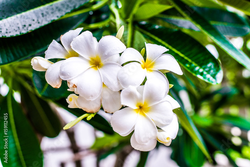 white and yellow plumeria frangipani flowers with leaves after rain
