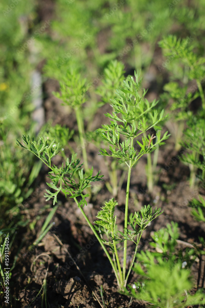 Plantation of young shoots of the carrots in a garden outdoors Plantation of young shoots of the carrots in a garden outdoors
