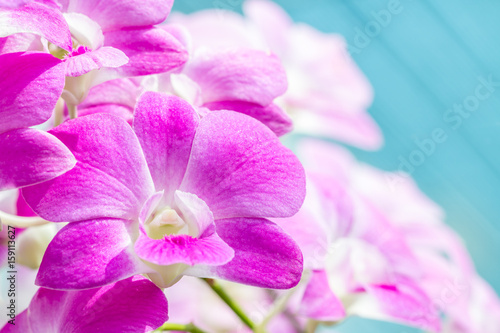 Abstract blurred of purple orchids, Dendrobium.