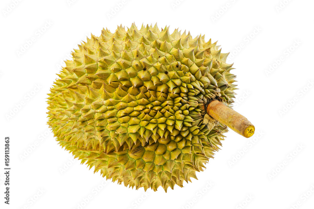 Durian from orchard for export to the market or supermarket. King of fruit is durian and so smell. some people favorite durian some people unfavorite due to smell. high sugar and calorie. Durian from orchard for export to the market or supermarket. King of fruit is durian and so smell. some people favorite durian some people unfavorite due to smell. high sugar and calorie.