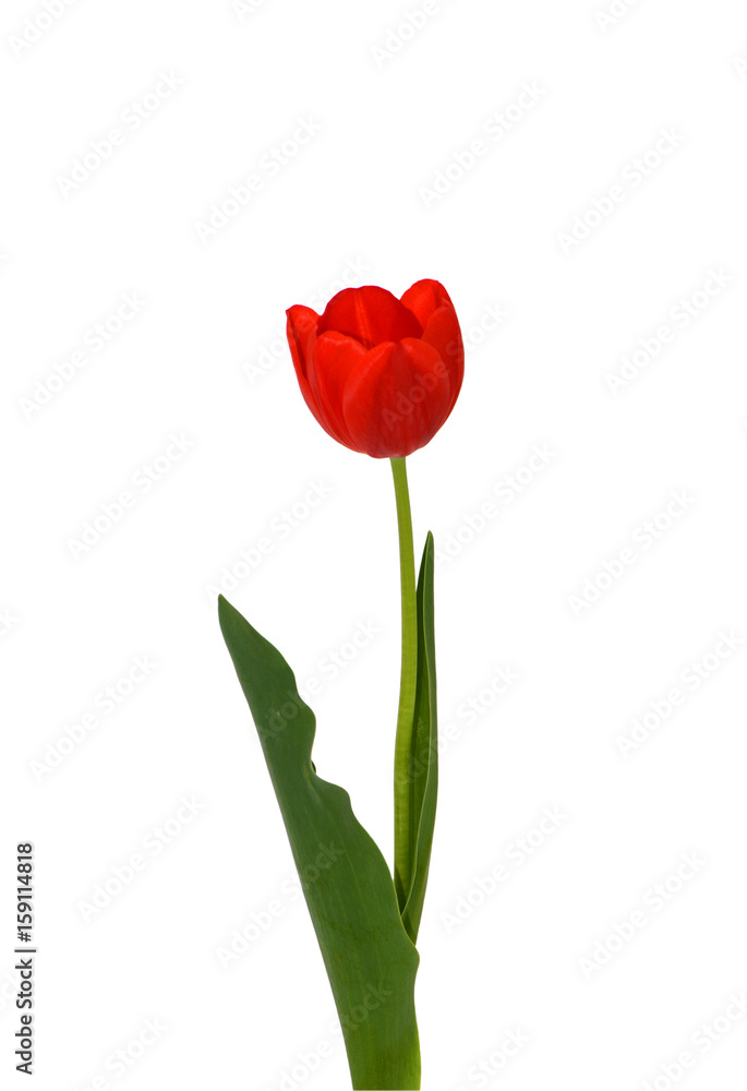 Beautiful Red Tulip Flower With Leaves Isolated On White Background Beautiful Red Tulip Flower With Leaves Isolated On White Background