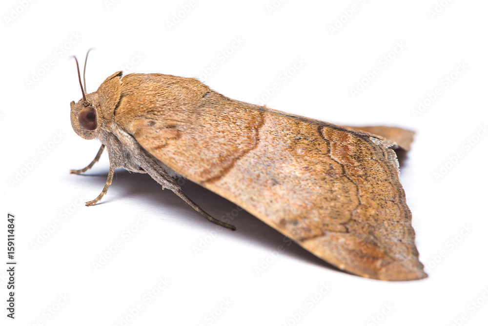 Fototapeta premium Corn stem borer moth isolated on white background.
