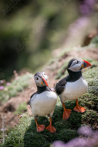 mating puffins