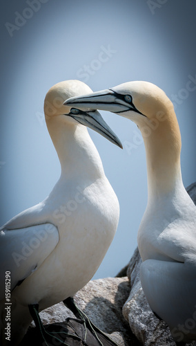Gannet pair