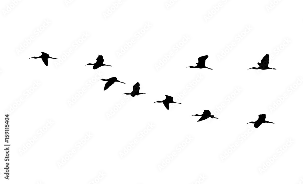 Obraz premium Glossy ibis (Plegadis falcinellus) wedge in flight. Vector silhouette a flock of birds