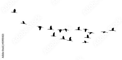 Glossy ibis  Plegadis falcinellus  wedge in flight. Vector silhouette a flock of birds