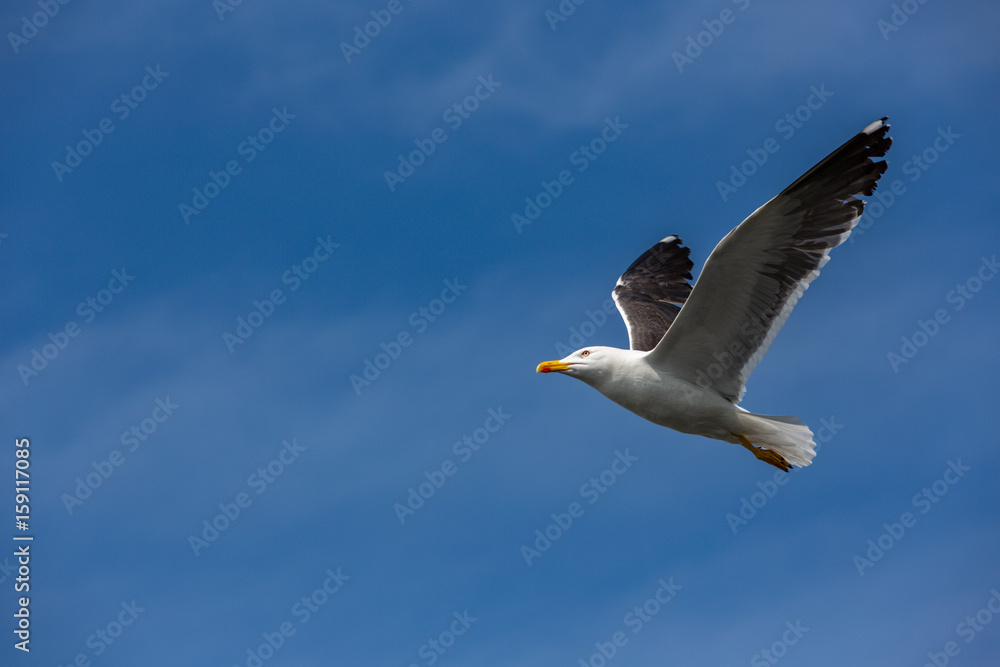 Obraz premium A seagull, on the way into the blue sky.