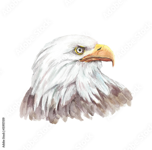 Голова белого орла, американской птицы, акварельная картинка