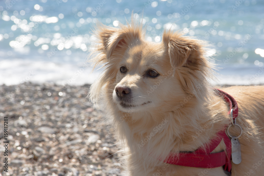 Primo piano di cane biondo Photos | Adobe Stock