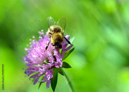 Biene auf lila Blüte