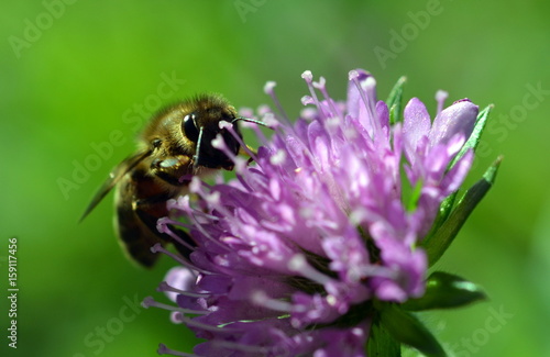 Biene auf lila Blüte © christiane65