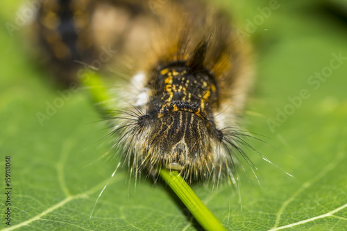 Shaggy caterpillar close-up on green leaf