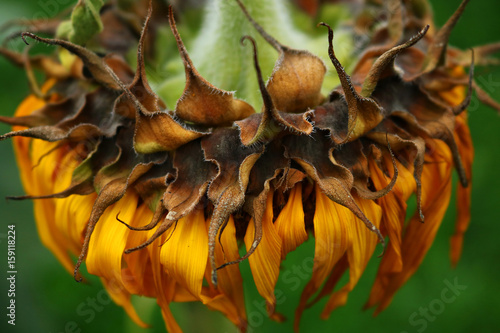 фотографія Fungus on sunflower dry