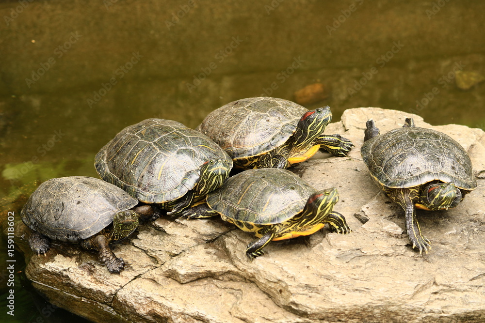 Obraz premium アカミミガメ