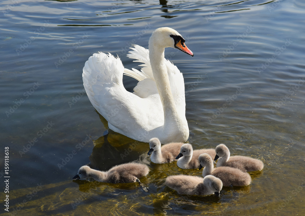 Obraz premium white swan with six nestlings, Hyde Park, London