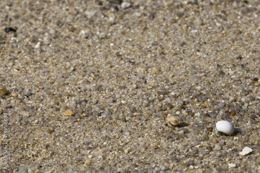 Hermit crab on the beach. journey concept. Hermit crab on the beach. journey concept.