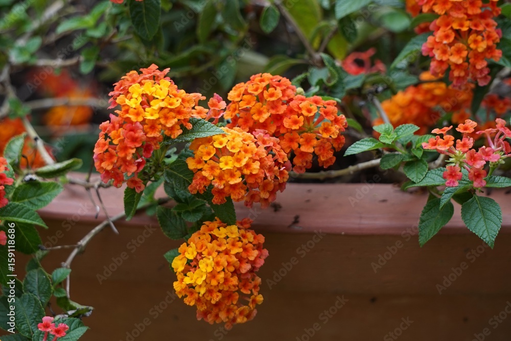 Naklejka premium Lantana camara, also known as big-sage, wild-sage, red-sage, white-sage and tickberry is a species of flowering plant within the verbena family, Verbenaceae, that is native to the American tropics
