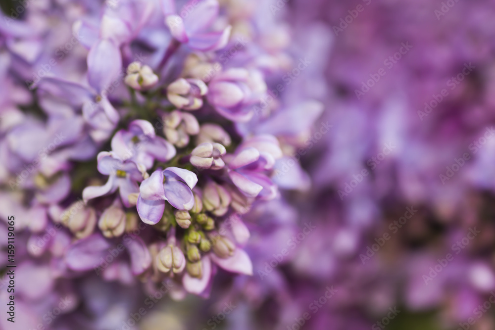Lilac flowers close-up Lilac flowers close-up