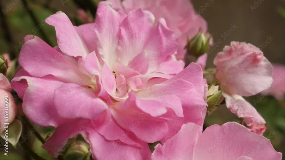 Shallow DOF of light pink Rosa plant shrub 1080p FullHD footage - Flower details of decorative climber Rose close-up slow-mo 1920X1080 HD video Shallow DOF of light pink Rosa plant shrub 1080p FullHD footage - Flower details of decorative climber Rose close-up slow-mo 1920X1080 HD video