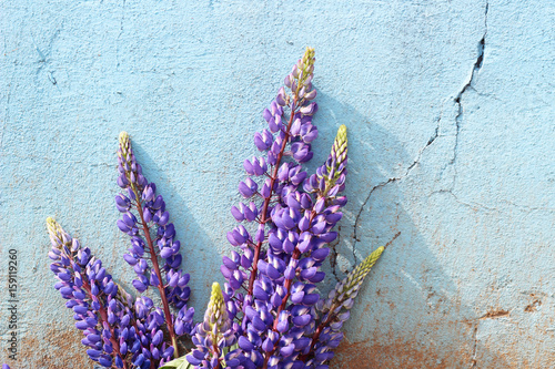 bouquet of lupines