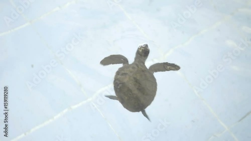 BABY turtle swim in a pool of animal hospital