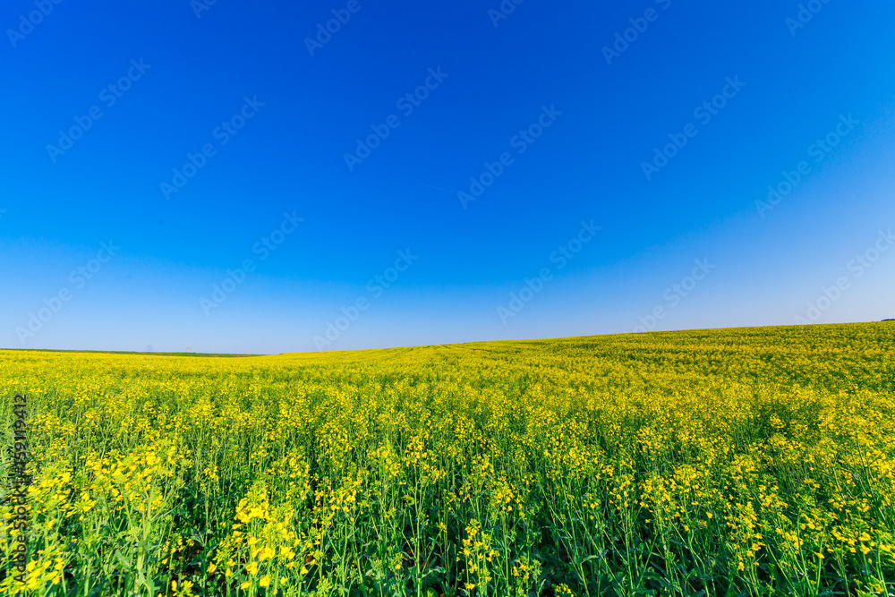 Fototapeta premium Green Field and Beautiful Sunset