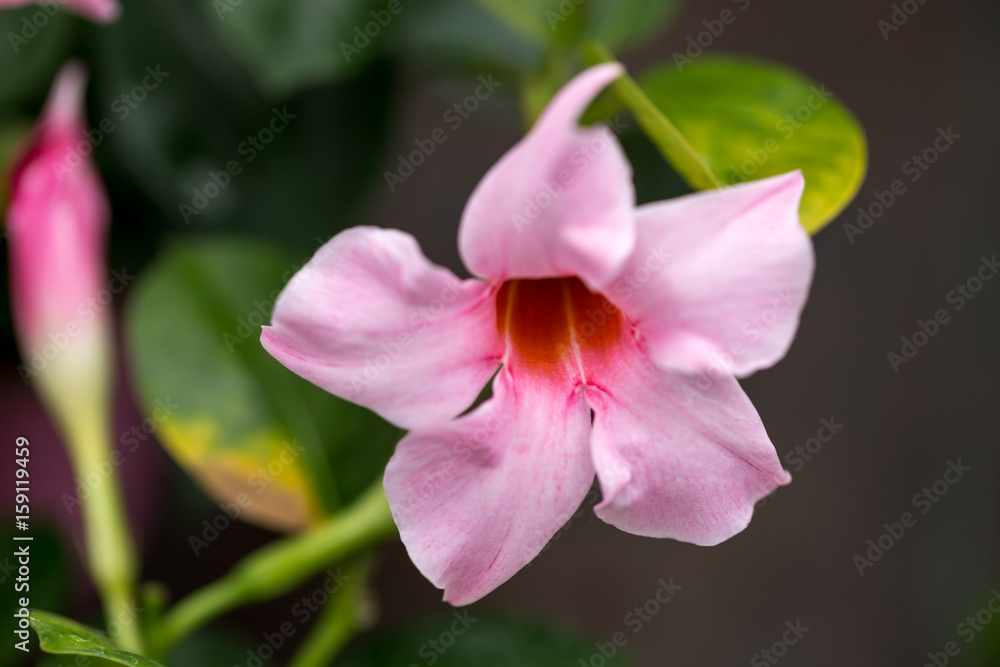 Pink mandevilla flower in close up macro image with green leaves blurry background Pink mandevilla flower in close up macro image with green leaves blurry background