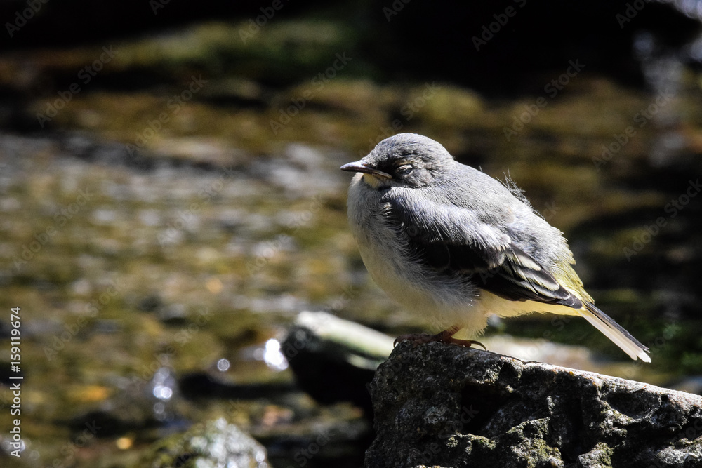 Naklejka premium Juvenile grey wagtail (Motacilla cinerea) fledgling wild bird perched on a rock on the river bank