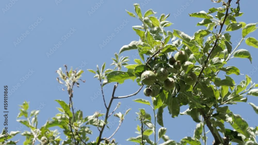 Spring season Malus pumila tree branches 4K 2160p 30fps UltraHD footage - Apple fruit young orchard close-up 3840X2160 UHD video Spring season Malus pumila tree branches 4K 2160p 30fps UltraHD footage - Apple fruit young orchard close-up 3840X2160 UHD video