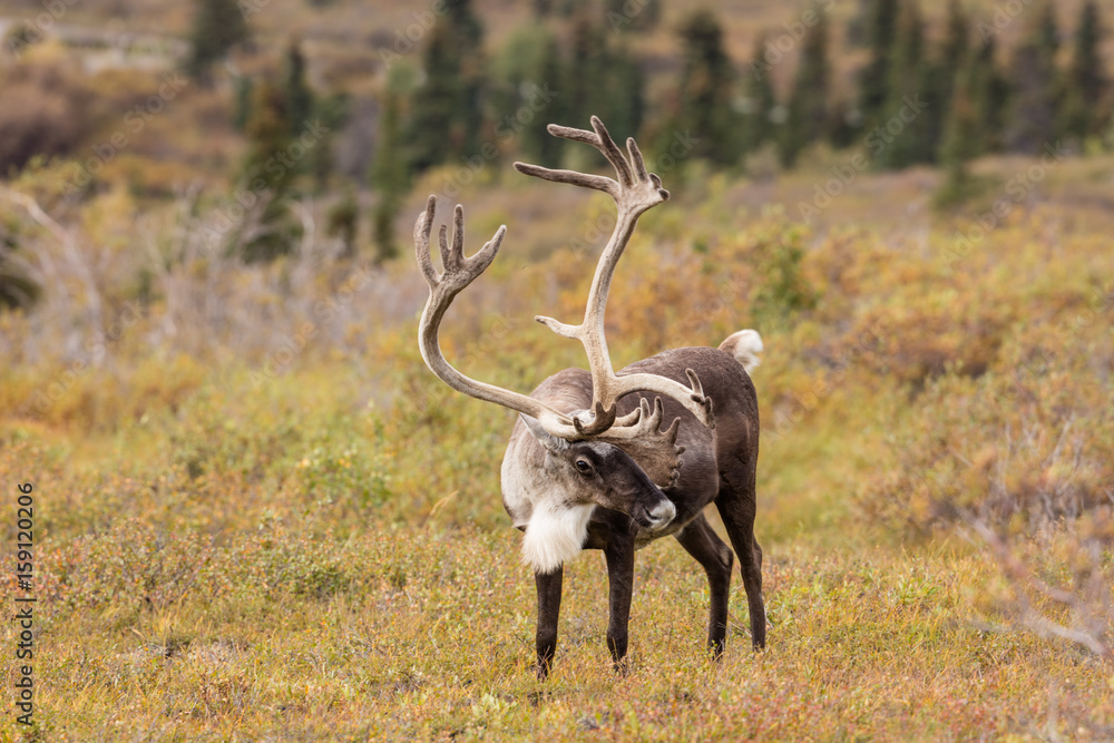 Naklejka premium Barren Ground Caribou Bull in Velvet
