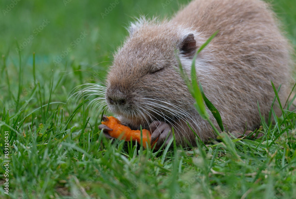 The baby swamp nutria beaver gnawing on a carrot The baby swamp nutria beaver gnawing on a carrot