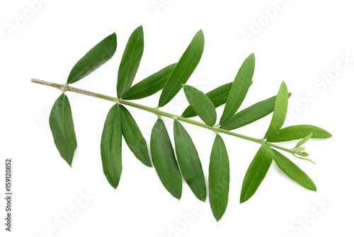 olive branch isolated