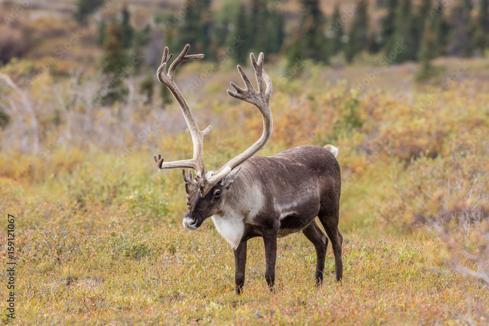 Obraz premium Barren Ground Caribou Bull in Velvet