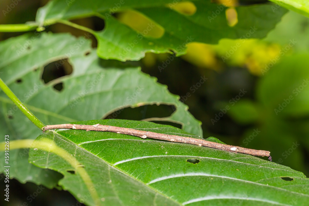 Siam giant stick insect (Tirachoidea siamensis) Siam giant stick insect (Tirachoidea siamensis)