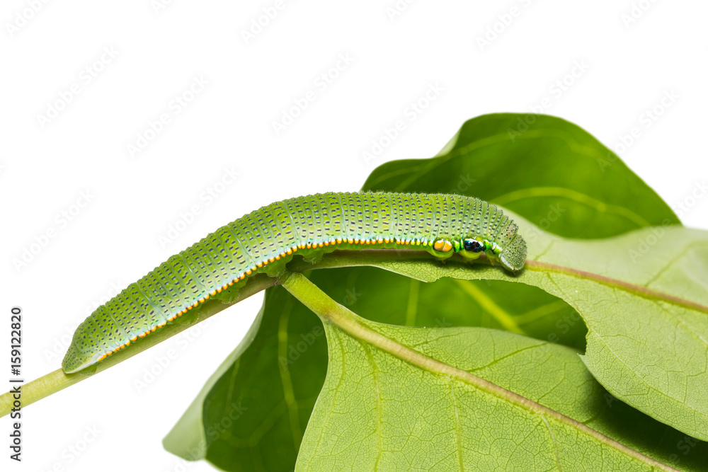 Obraz premium Great Orange-tip (Hebomoia glaucippe) caterpillar